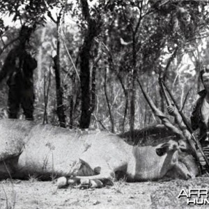 Kermit Roosevelt first giant eland shot on the Redjaf trip