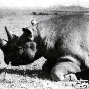 Rhino of the usual type with prehensile lip, shot in the Sotik by Theodore