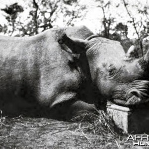 Male square-nosed rhino shot by Kermit Roosevelt