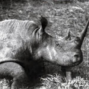 Cow square-nosed rhino of the Lado shot by Theodore Roosevelt