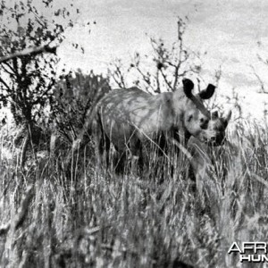 The great square-nosed rhino of the Lado