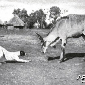 Theodore Roosevelt, a domesticated young male eland at Meru