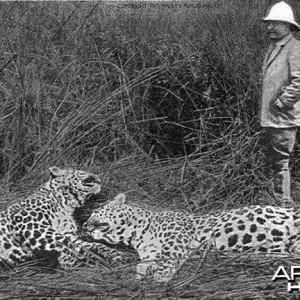 Media 'Theodore Roosevelt with two big leopards' in category 'Vintage Safari'