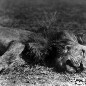 Lion shot by Kermit Roosevelt