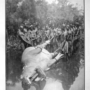 Theodore Roosevelt, dragging hippo out of the water