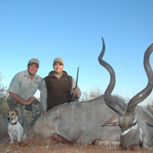 Very good Kudu Bull