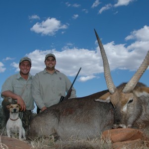 31 inch Waterbuck