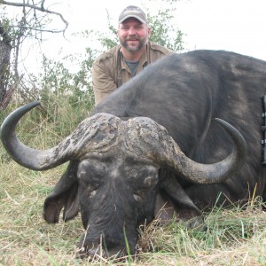 Cape Buffalo Zimbabwe