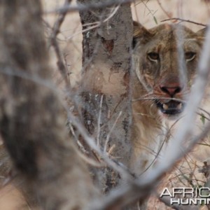 A lioness feeding on a warthog kill in the Selous