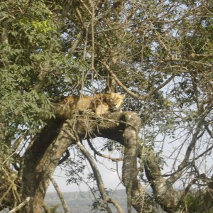 Found this cat resting on my last trip to Kenya