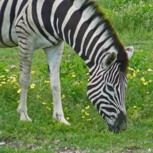 Zebra at Etosha National Park, Namibia