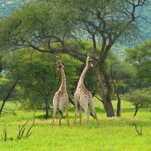 Giraffes fighting