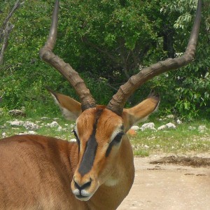 Black faced impala