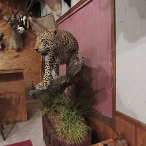 Leopard Full Mount Taxidermy