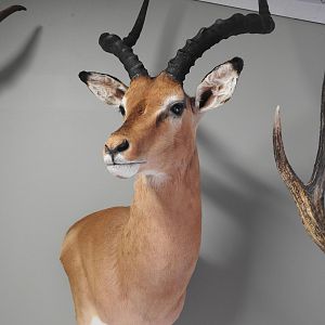 Impala Shoulder Mount Taxidermy