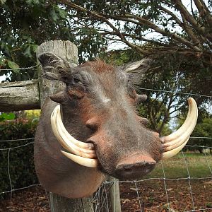 Warthog Shoulder Mount Taxidermy