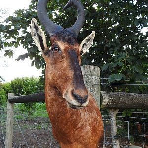 Red Hartebeest Shoulder Mount Taxidermy