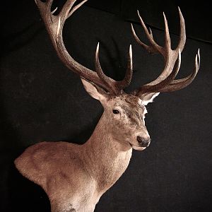 Stag Shoulder Mount Taxidermy