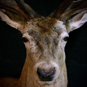 Stag Shoulder Mount Taxidermy