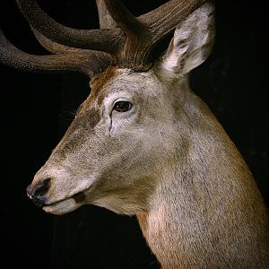 Stag Shoulder Mount Taxidermy