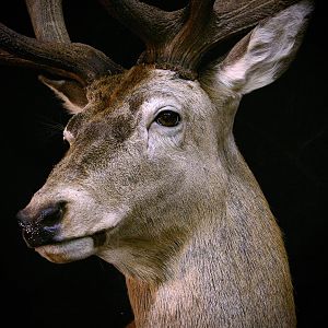 Stag Shoulder Mount Taxidermy