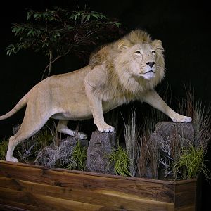 Lion Full Mount Pedestal Taxidermy