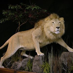 Lion Full Mount Pedestal Taxidermy