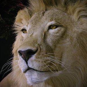 Lion Full Mount Pedestal Taxidermy Close Up