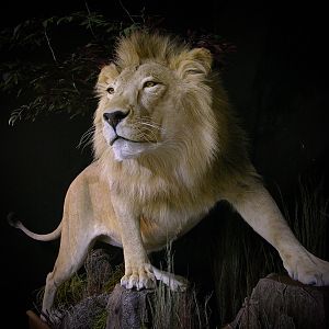 Lion Full Mount Pedestal Taxidermy