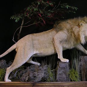 Lion Full Mount Pedestal Taxidermy