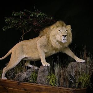 Lion Full Mount Pedestal Taxidermy