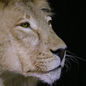 Lion Full Mount Pedestal Taxidermy Close Up