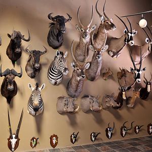 African San Taxidermy Studio