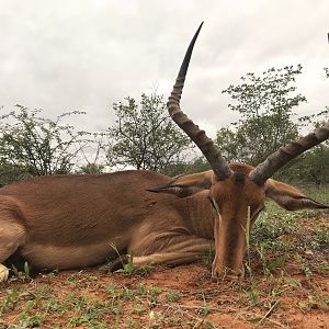 Impala Hunt in South Africa