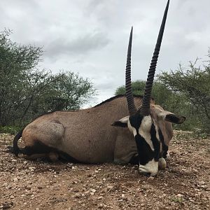 South Africa Hunting Gemsbok