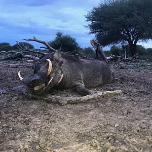 South Africa Hunting Warthog