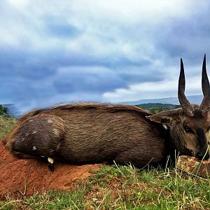 Bushbuck Hunting in South Africa