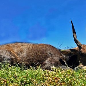 South Africa Hunting Bushbuck