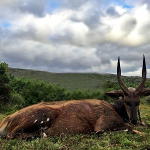 Bushbuck Hunt in South Africa