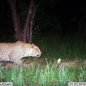 Leopard Trail Cam Pictures Zimbabwe