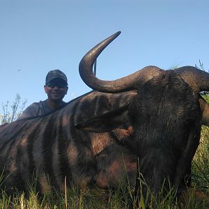 Blue Wildebeest Hunting in South Africa