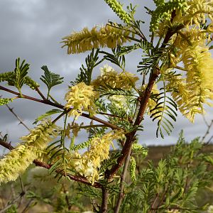 Bushes flowering Namibia