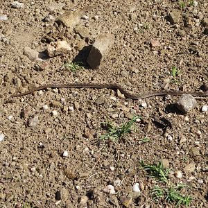 Common Egg eater Snake Namibia