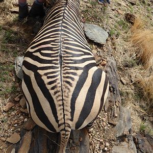 Hartmann's Mountain Zebra Hunt in Namibia