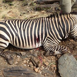 Hunting Hartmann's Mountain Zebra Namibia