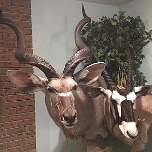 Kudu & Gemsbok Shoulder Mount Pedestal Taxidermy