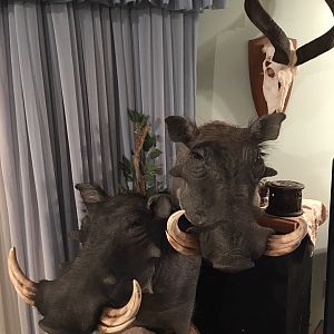 Warthog Shoulder Mount Pedestal Taxidermy