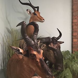 Impala,  Red Hartebeest & Blue WIldebeest Shoulder Mount Pedestal Taxidermy