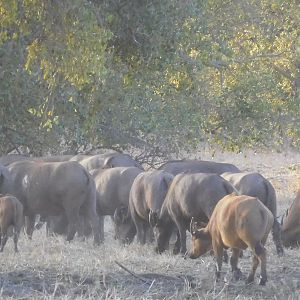 West African Savanna Buffalo in Burkina Faso