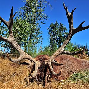 Hunting Red Stag France